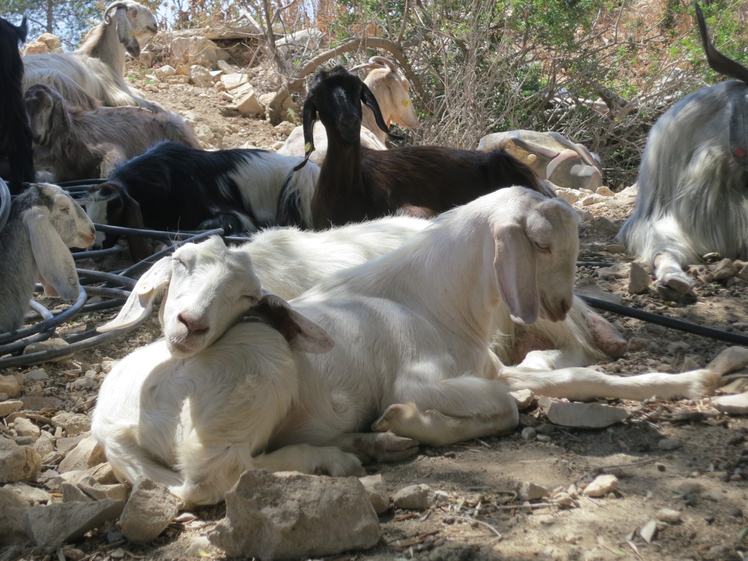 Goats resting